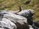 Veduta di una marmotta